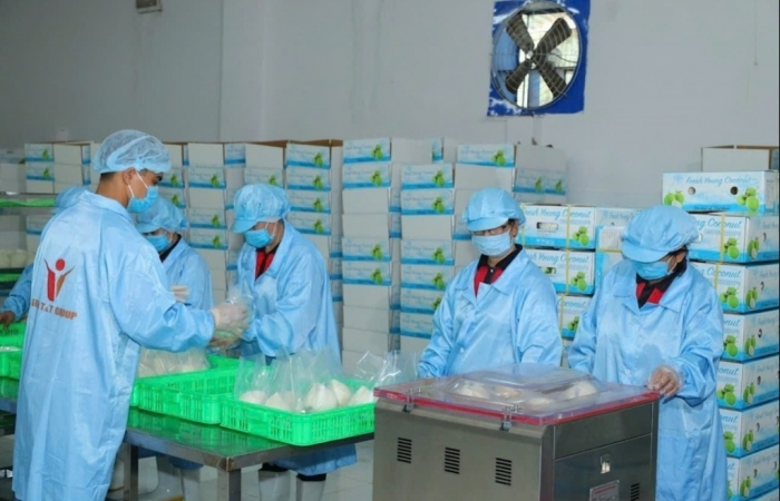 Để xuất khẩu dừa thành công vào Trung Quốc