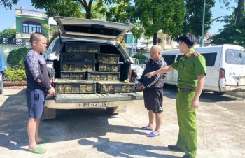 Quảng Ninh: Ngăn chặn vận chuyển giống vật nuôi nhập lậu