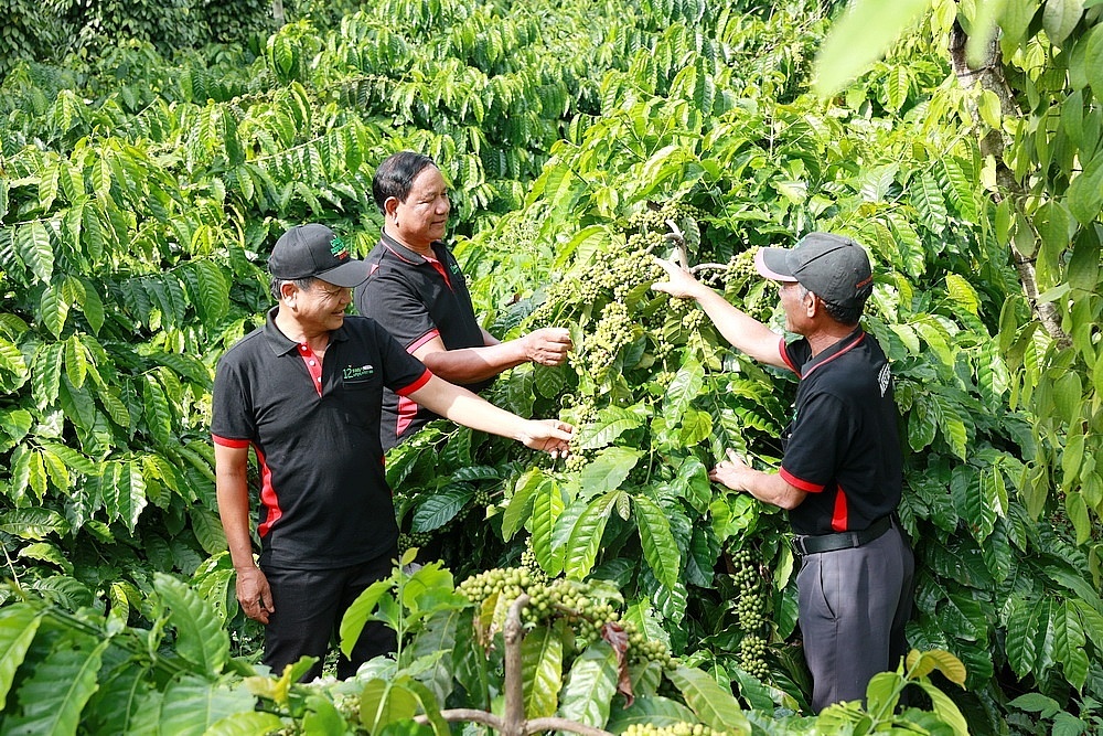 Doanh nghiệp đã hỗ trợ nông dân trồng cà phê chuyển đổi sang canh tác, giúp phát triển bền vững.  Ảnh: Nestlé Việt Nam