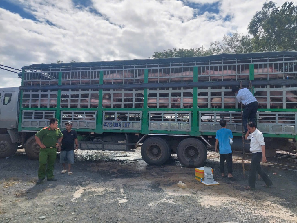 Công an điều tra đường dây nhập lậu lợn quy mô lớn