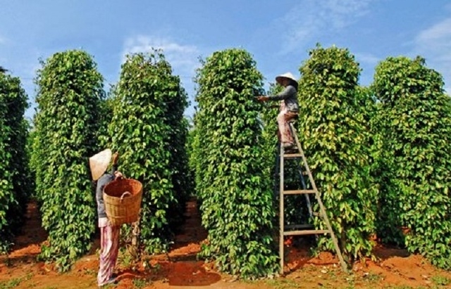 Hồ tiêu Việt Nam hưởng lợi do nhu cầu toàn cầu tăng cao