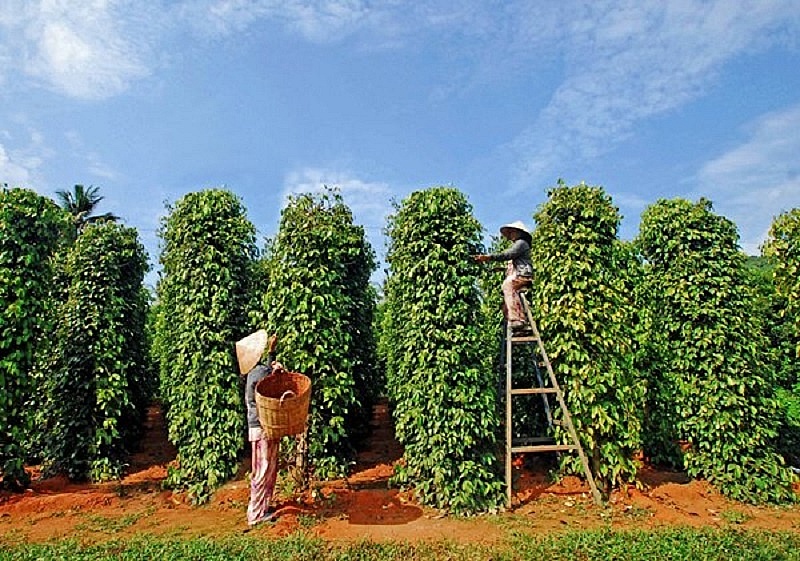 Hồ tiêu Việt Nam hưởng lợi do nhu cầu toàn cầu tăng cao