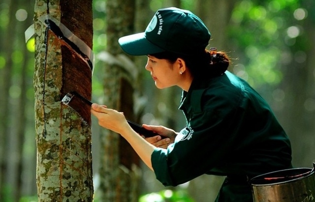 Giá cao su xuất khẩu tăng gần 31%