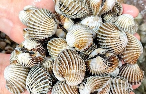 Mở rộng thị trường xuất khẩu nhuyễn thể có vỏ sang Trung Quốc
