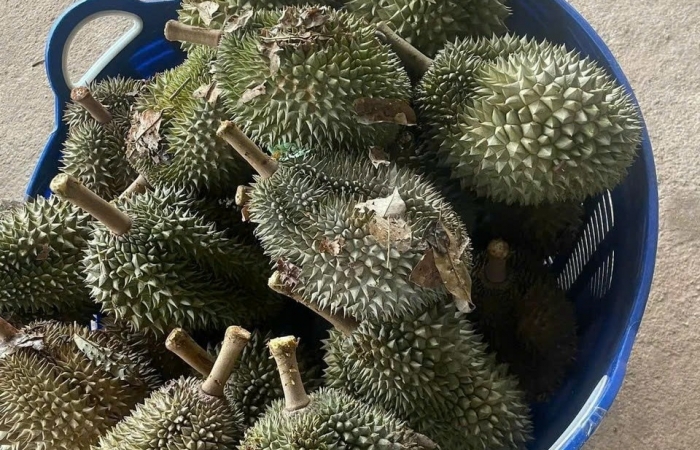 Xuất khẩu sầu riêng nguy cơ tụt dốc