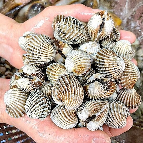 Mở rộng thị trường xuất khẩu nhuyễn thể có vỏ sang Trung Quốc Mở rộng thị trường xuất khẩu nhuyễn thể có vỏ sang Trung Quốc