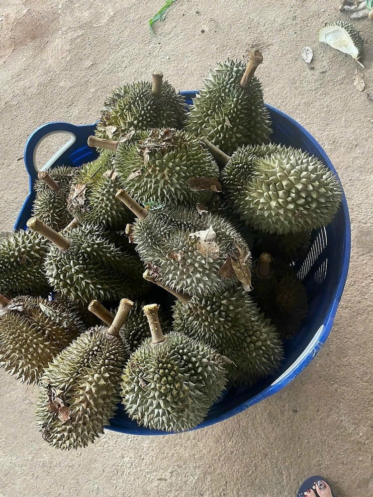 Xuất khẩu sầu riêng đang đối diện nguy cơ tụt dốc