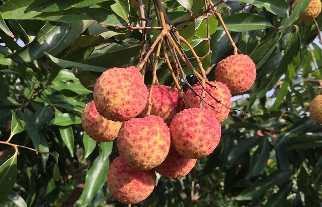 Chủ động phương án tiêu thụ và xuất khẩu vải thiều