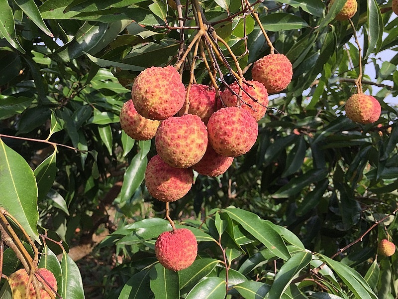 Chủ động phương án tiêu thụ và xuất khẩu vải thiều Chủ động phương án tiêu thụ và xuất khẩu vải thiều