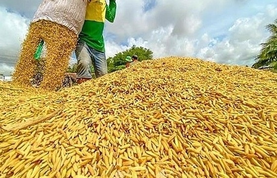 Lưu ý khi xuất khẩu cám gạo và cám gạo chiết ly sang thị thường Trung Quốc