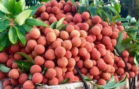 Lào Cai: Triển khai nhiều giải pháp tạo thuận lợi cho xuất khẩu vải thiều