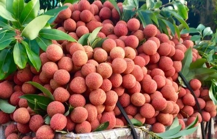 Lào Cai: Triển khai nhiều giải pháp tạo thuận lợi cho xuất khẩu vải thiều