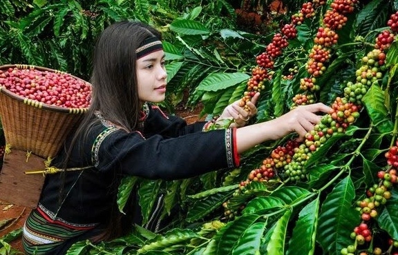 Giá tăng kỷ lục, xuất khẩu cà phê Việt thu về 3,8 tỷ USD