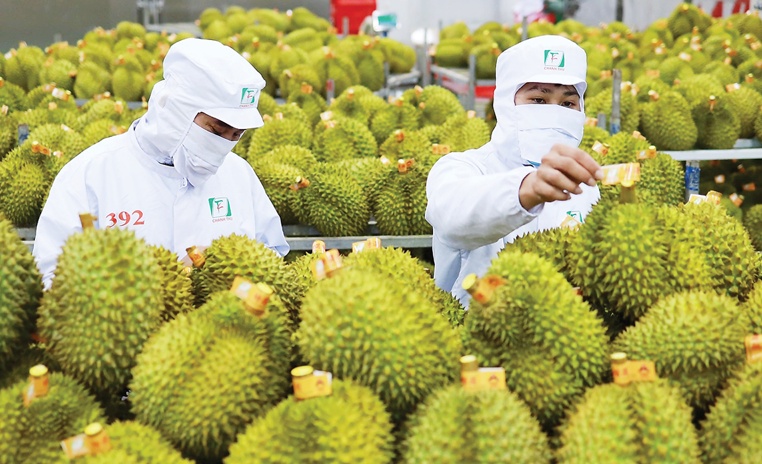 Tích cực đàm phán mở cửa các thị trường cho sản phẩm sầu riêng