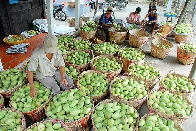 ChatGPT đã nói: Phân loại, chọn lọc xoài theo kích cỡ, độ chín và chất lượng vỏ để đảm bảo đồng đều mẫu mã, đáp ứng yêu cầu thị trường trước khi xuất bán.