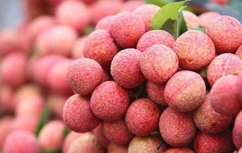 Vải thiều Thanh Hà sẵn sàng “chinh phục” thị trường cao cấp