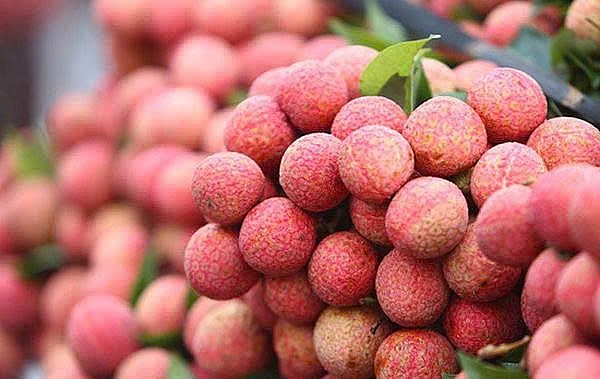 Vải thiều Thanh Hà sẵn sàng “chinh phục” thị trường cao cấp