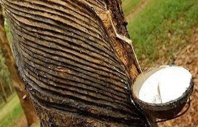 Khan hàng toàn cầu, cao su Việt tận dụng thời cơ