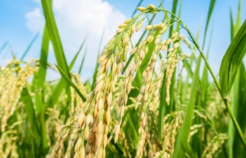 Xuất khẩu gạo tăng lượng, giảm giá trị: cảnh báo từ diễn biến thị trường