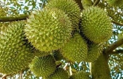Kiểm soát vùng trồng, phân bón để giữ vững tiêu chuẩn sầu riêng xuất khẩu
