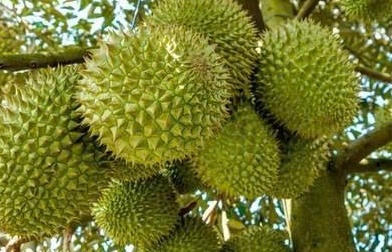 Kiểm soát vùng trồng, phân bón để giữ vững tiêu chuẩn sầu riêng xuất khẩu