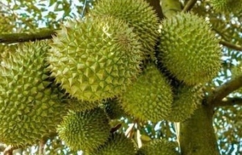 Kiểm soát vùng trồng, phân bón để giữ vững tiêu chuẩn sầu riêng xuất khẩu