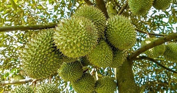 Kiểm soát vùng trồng, phân bón để giữ vững tiêu chuẩn sầu riêng xuất khẩu