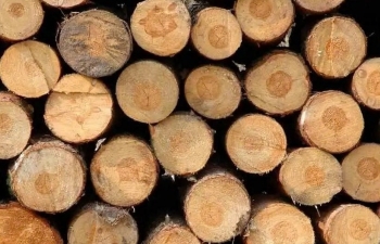5 tháng đầu năm: Gỗ Việt khởi sắc trở lại