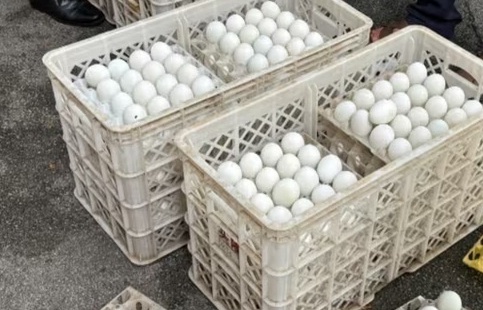 Lạng Sơn: Thu giữ 24.000 quả trứng gia cầm không rõ nguồn gốc