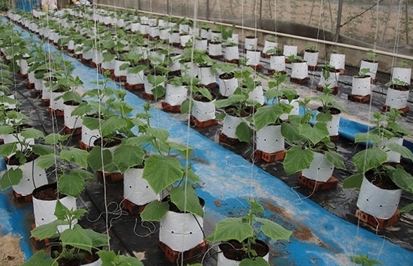 Ninh Bình xây dựng chuỗi cung ứng xuất khẩu nông, lâm, thủy sản