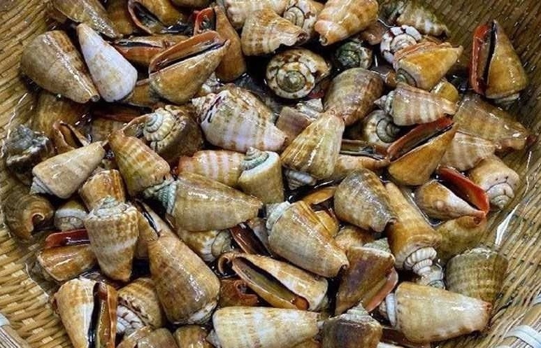 Mã số HS mặt hàng thủy, hải sản có vỏ