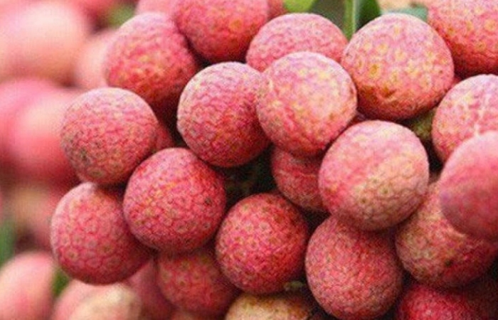 Thương nhân Trung Quốc tăng tốc thu mua vải thiều Việt