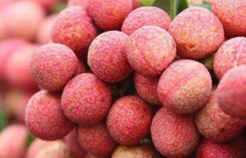 Thương nhân Trung Quốc tăng tốc thu mua vải thiều Việt