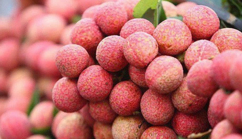 Thương nhân Trung Quốc tăng tốc thu mua vải thiều Việt