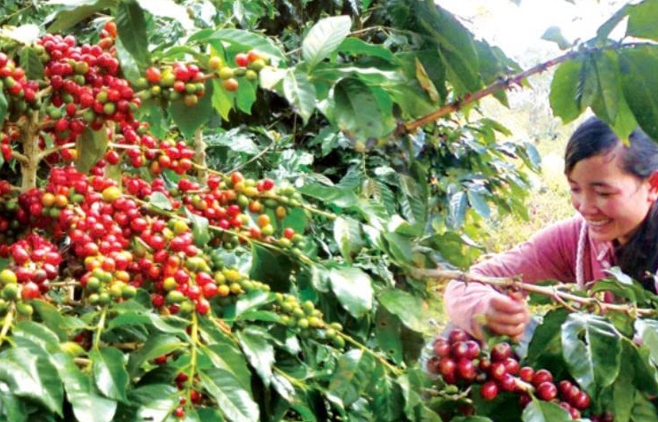 Cà phê Việt giữ lợi thế giữa xoáy chuyển toàn cầu