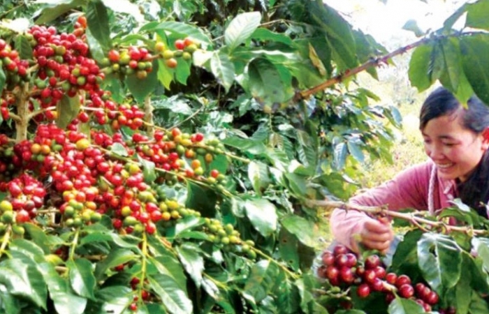 Cà phê Việt giữ lợi thế giữa xoáy chuyển toàn cầu