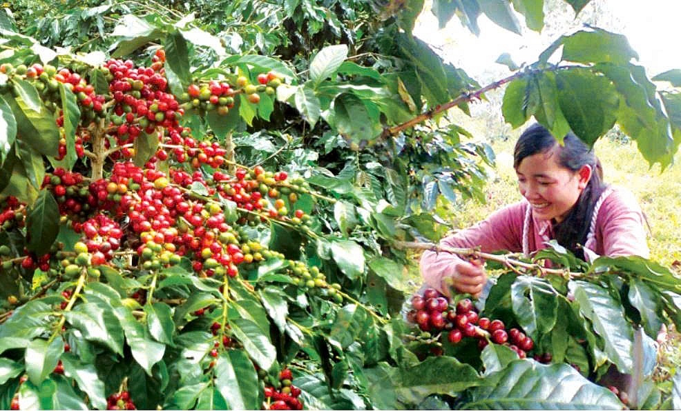 Cà phê Việt giữ lợi thế giữa xoáy chuyển toàn cầu