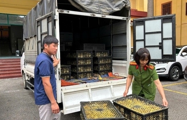 Tạm giữ xe tải vận chuyển 6.000 con vịt giống không rõ nguồn gốc