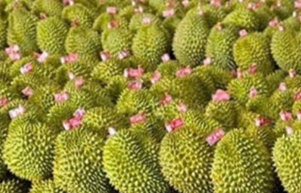 Trung Quốc không còn là “bệ đỡ” xuất khẩu rau quả Việt?