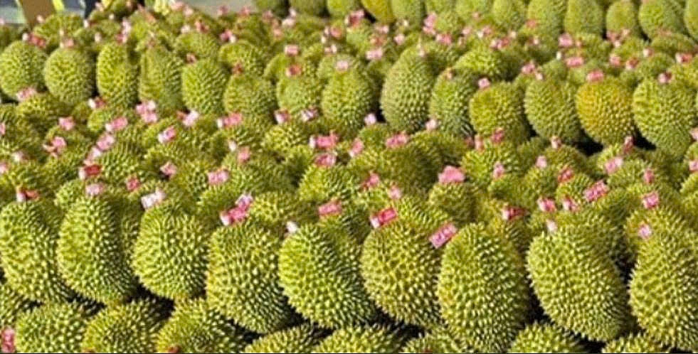 Trung Quốc không còn là “bệ đỡ” xuất khẩu rau quả Việt?