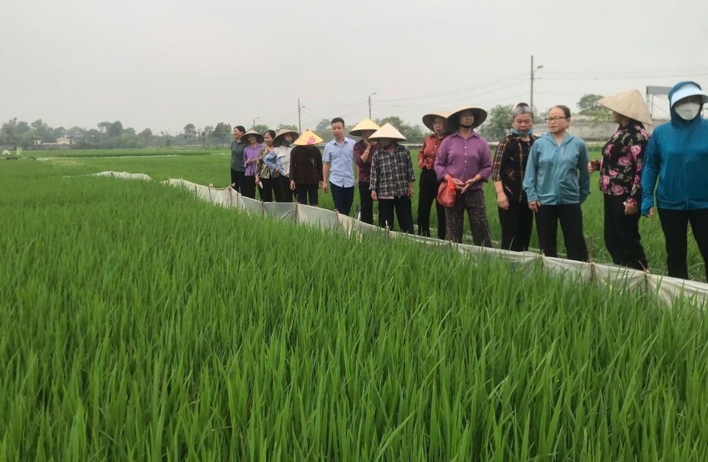 Có thể ủy quyền cho UBND xã quyết định miễn, giảm thuế sử dụng đất nông nghiệp