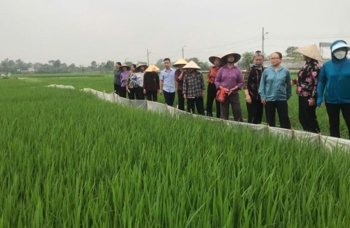 Có thể ủy quyền cho UBND xã quyết định miễn, giảm thuế sử dụng đất nông nghiệp