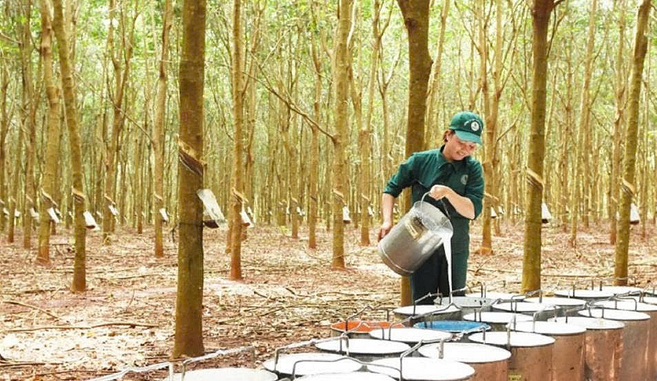 Giá mủ lập đỉnh: Cơ hội lớn cho doanh nghiệp Việt
