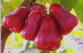 “Cửa sáng” cho nông sản Việt vào Nhật