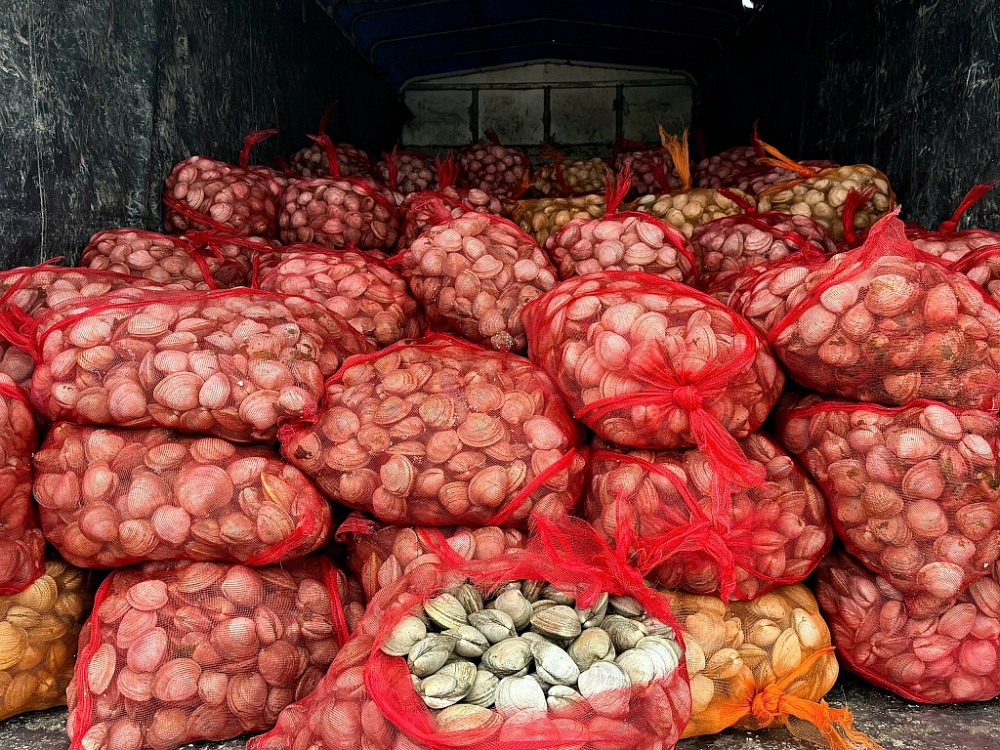 Chặn đứng 2 ô tô chở gần 17 tấn ngao không rõ nguồn gốc