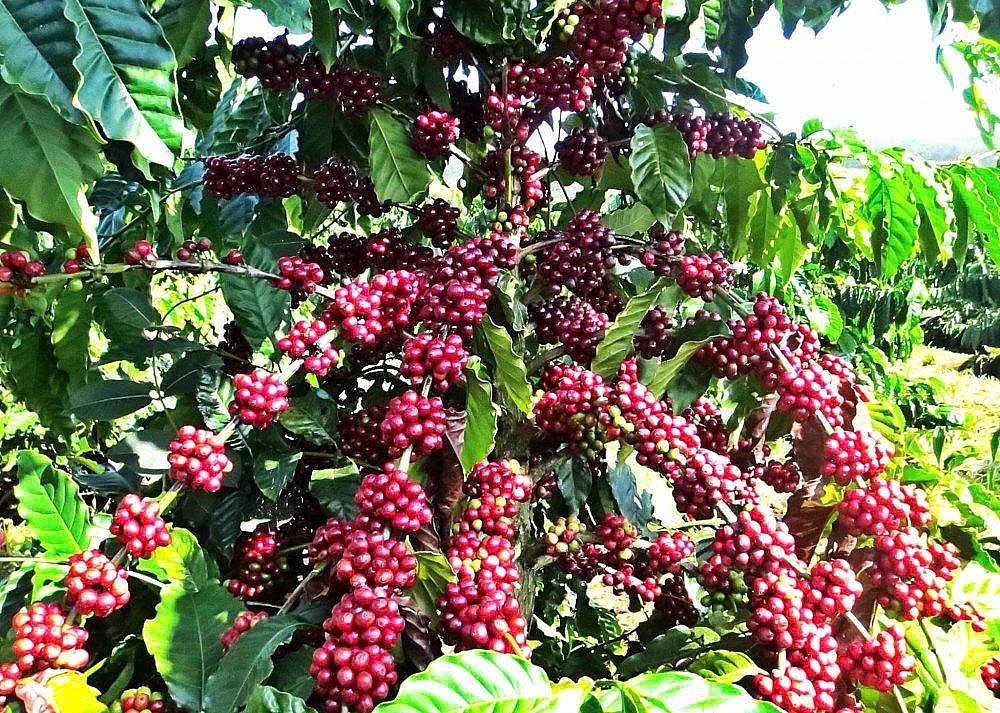 Cà phê Việt: Nửa năm, chinh phục trọn kế hoạch