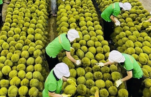 Xuất khẩu rau quả hụt hơi: Chặng nước rút 4,9 tỷ USD khó về đích