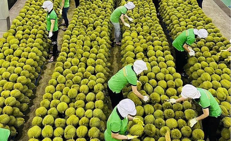 Xuất khẩu rau quả hụt hơi: Chặng nước rút 4,9 tỷ USD khó về đích