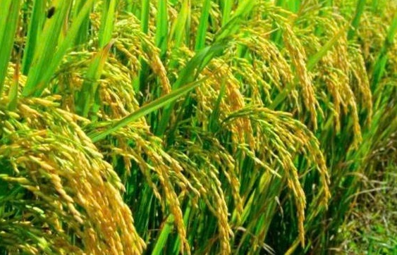 Đẩy mạnh hợp tác quốc tế: Chìa khóa để ngành gạo Việt Nam bứt phá