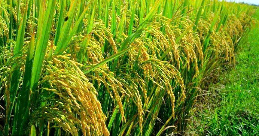 Đẩy mạnh hợp tác quốc tế: Chìa khóa để ngành gạo Việt Nam bứt phá